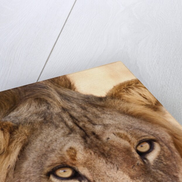 Young Male Lion (Panthera leo) by Anonymous
