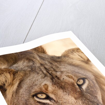 Young Male Lion (Panthera leo) by Anonymous