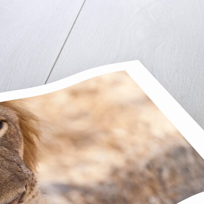 Young Male Lion (Panthera leo) by Anonymous