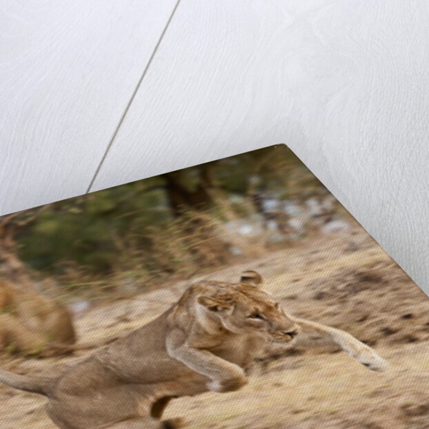 Young Lions (Panthera leo) by Anonymous