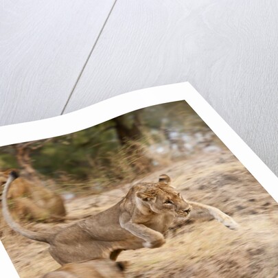 Young Lions (Panthera leo) by Anonymous