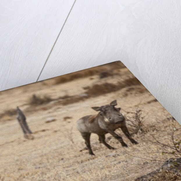 Young Warthogs by Anonymous