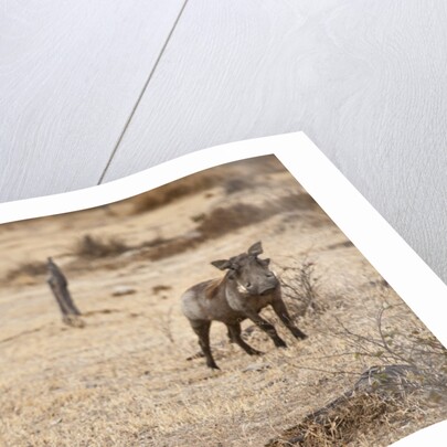 Young Warthogs by Anonymous