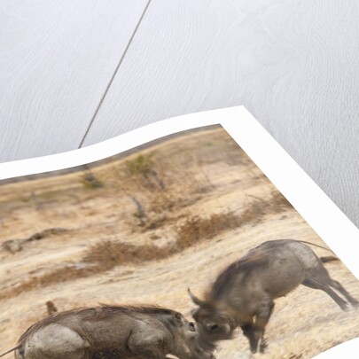 Young Warthogs Sparring by Anonymous