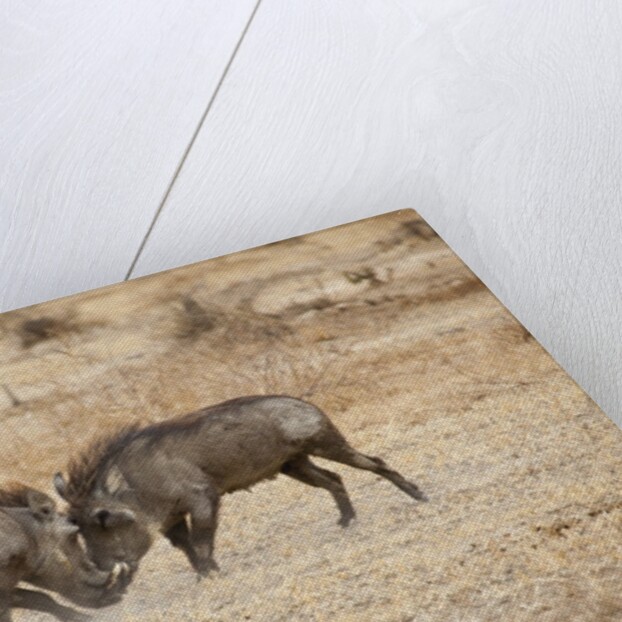 Young Warthogs Sparring by Anonymous