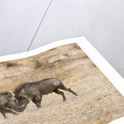 Young Warthogs Sparring by Anonymous