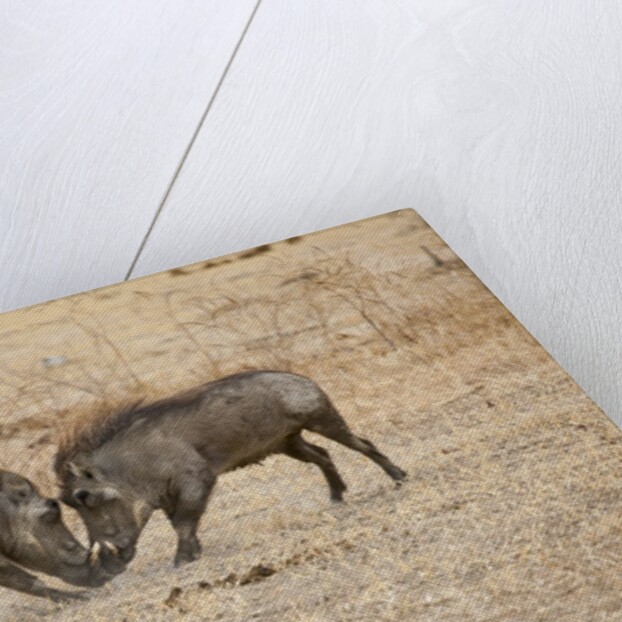 Young Warthogs Sparring by Anonymous