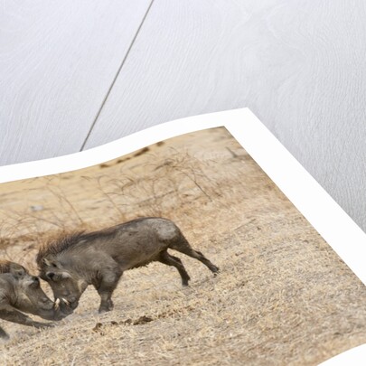 Young Warthogs Sparring by Anonymous