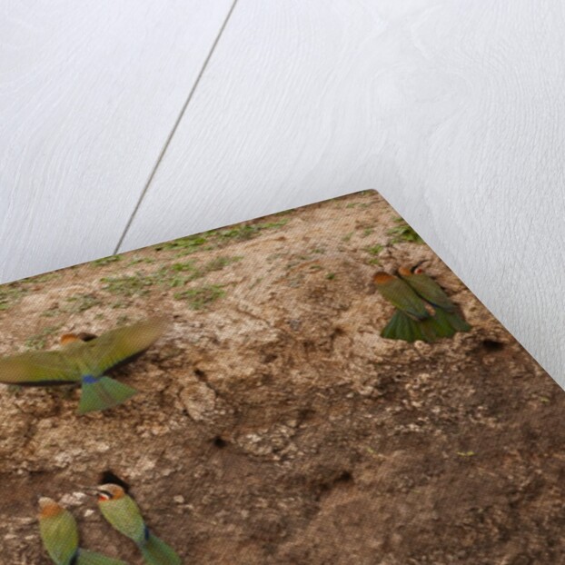 White-fronted Bee Eaters by Anonymous