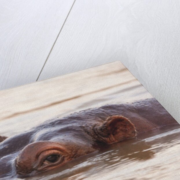Hippopotamus by Anonymous