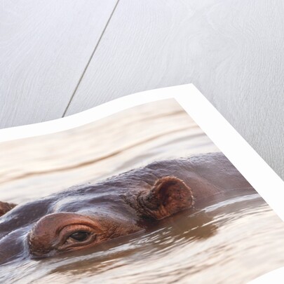 Hippopotamus by Anonymous