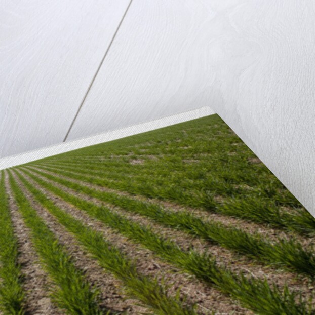 Winter Wheat, Waterville, Washington by Anonymous