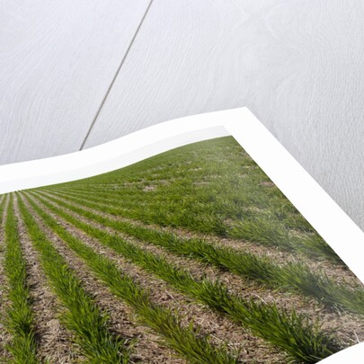 Winter Wheat, Waterville, Washington by Anonymous
