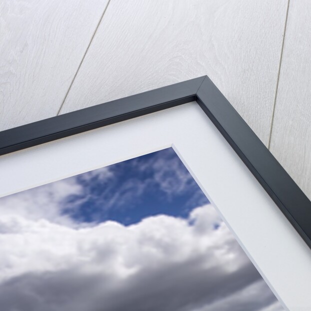 Spring Wheat Field, Walla Walla, Washington by Anonymous
