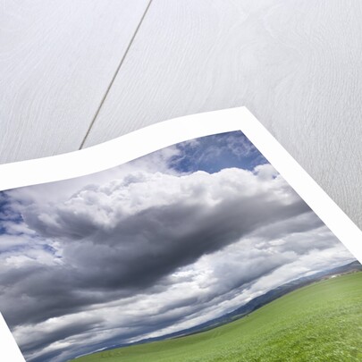Spring Wheat Field, Walla Walla, Washington by Anonymous