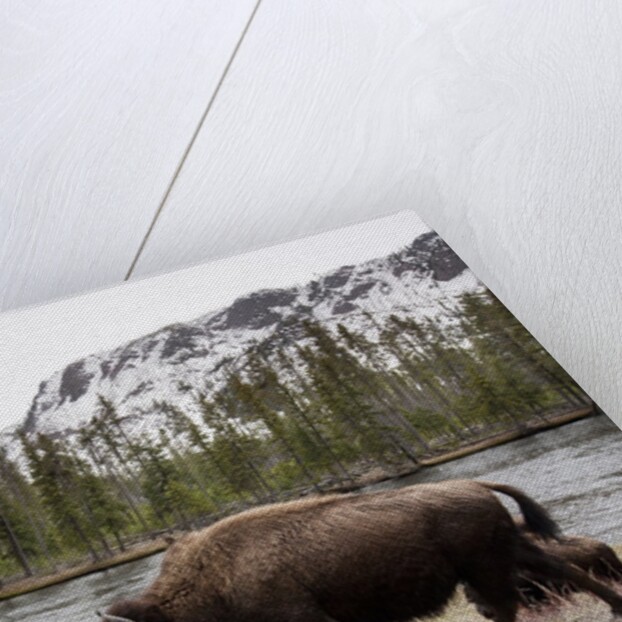 Bishon, Yellowstone National Park, Wyoming by Anonymous