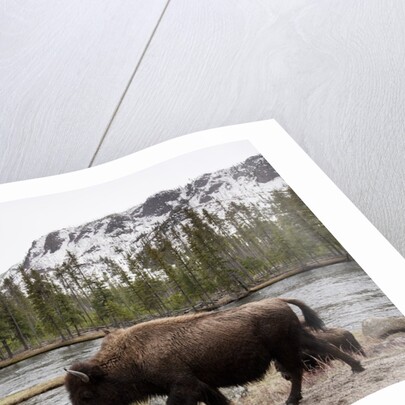 Bishon, Yellowstone National Park, Wyoming by Anonymous