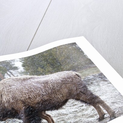 Bison, Yellowstone National Park, Wyoming by Anonymous