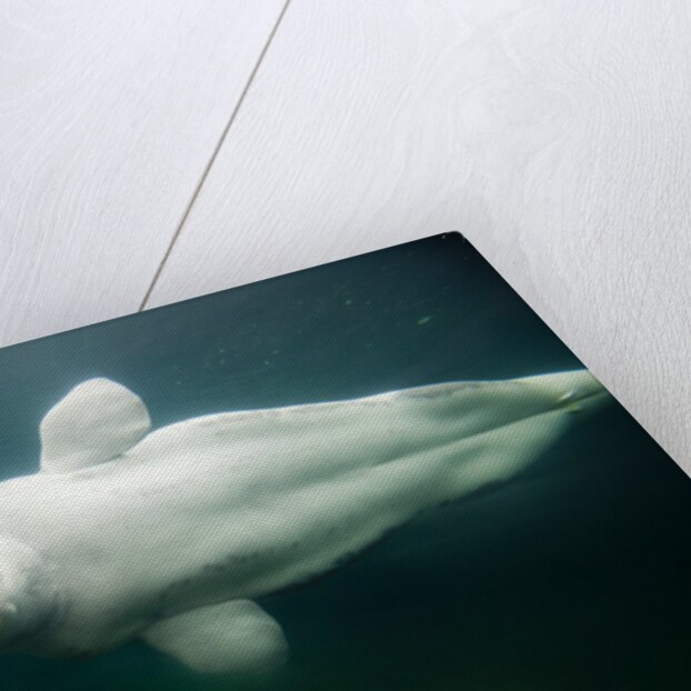 Beluga Whale, Mystic Aquarium, Connecticut by Anonymous