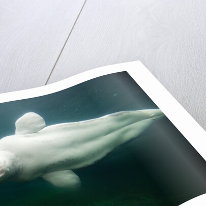 Beluga Whale, Mystic Aquarium, Connecticut by Anonymous