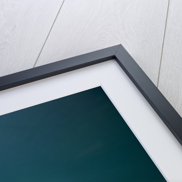 Beluga Whale, Mystic Aquarium, Connecticut by Anonymous