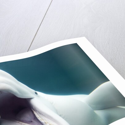 Beluga Whale, Mystic Aquarium, Connecticut by Anonymous
