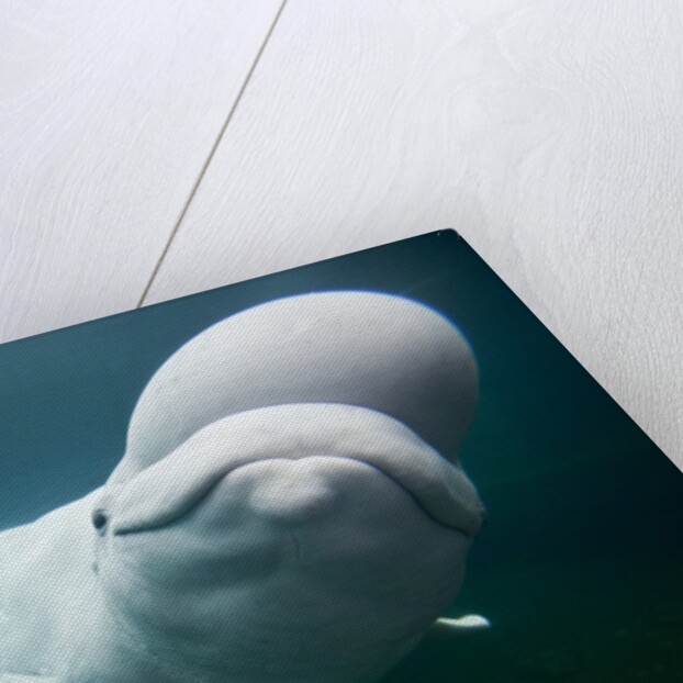 Beluga Whale, Mystic Aquarium, Connecticut by Anonymous