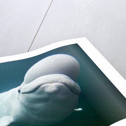 Beluga Whale, Mystic Aquarium, Connecticut by Anonymous