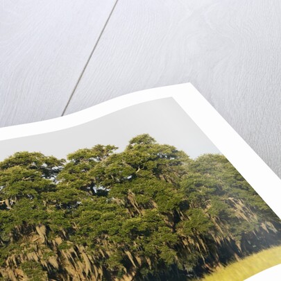 Spanish Moss, Pineland, Florida by Corbis