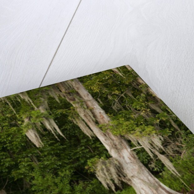 Bayou, New Orleans, Louisiana by Anonymous