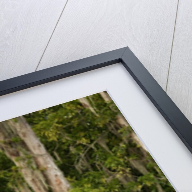 Bayou, New Orleans, Louisiana by Anonymous