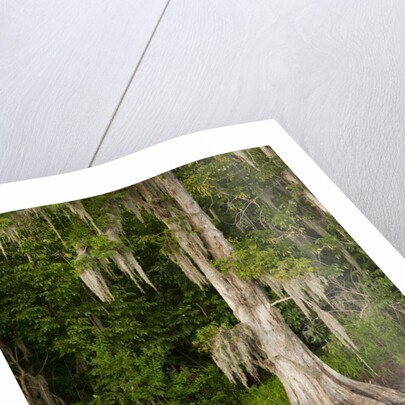 Bayou, New Orleans, Louisiana by Anonymous