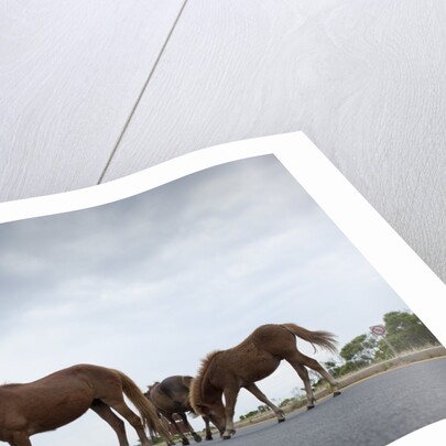 Wild Horses by Anonymous