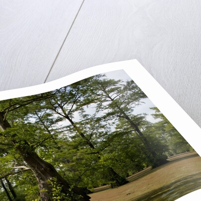 Merchants Millpond State Park, North Carolina by Anonymous