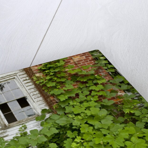 Abandoned Farmhouse, Armour, North Carolina by Anonymous