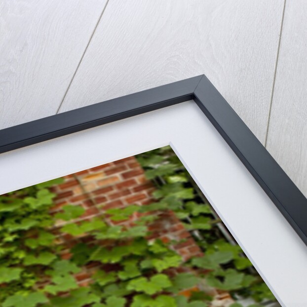 Abandoned Farmhouse, Armour, North Carolina by Anonymous