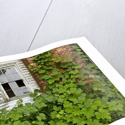 Abandoned Farmhouse, Armour, North Carolina by Anonymous