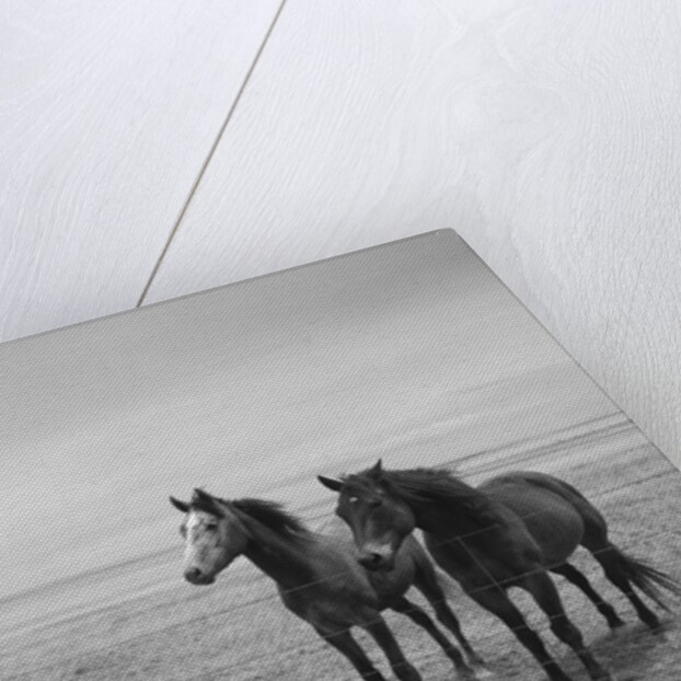 Horse in High Desert, Trujillo, New Mexico by Anonymous