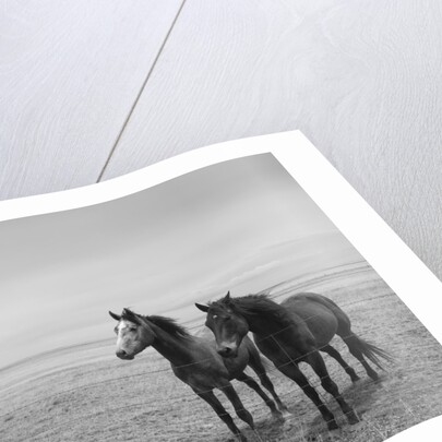 Horse in High Desert, Trujillo, New Mexico by Anonymous
