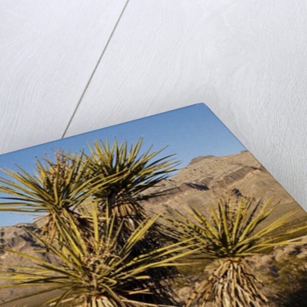 Joshua Tree, Delamar, Nevada by Anonymous