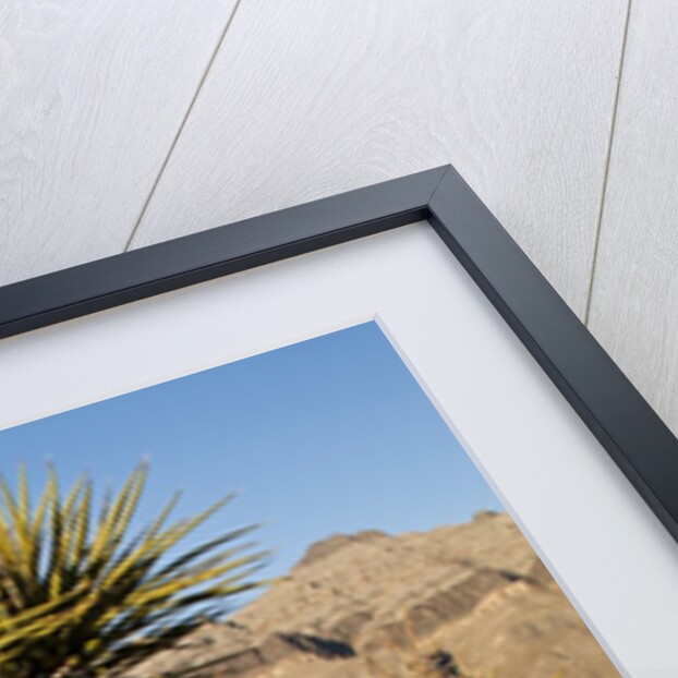 Joshua Tree, Delamar, Nevada by Anonymous