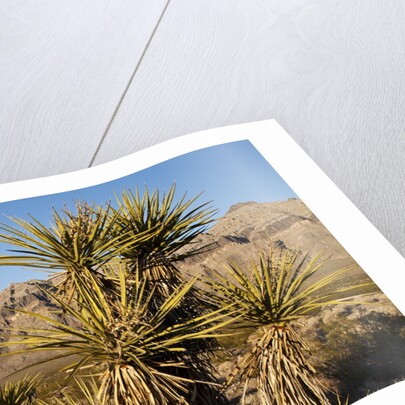Joshua Tree, Delamar, Nevada by Anonymous