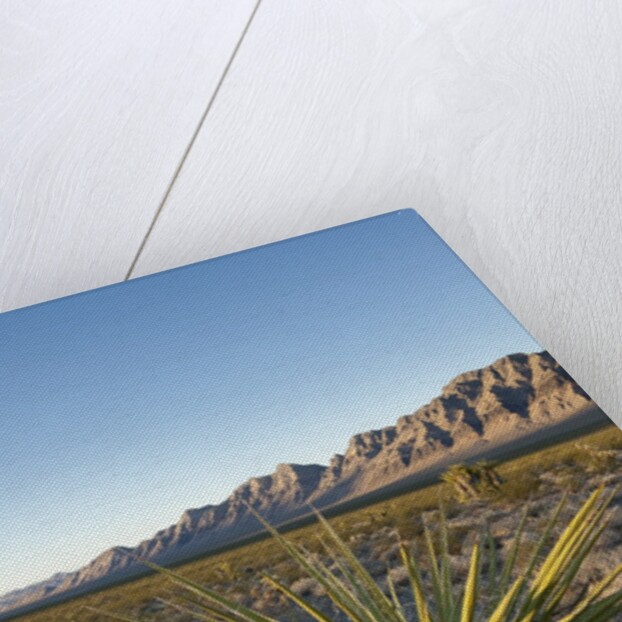 Joshua Tree, Delamar, Nevada by Anonymous