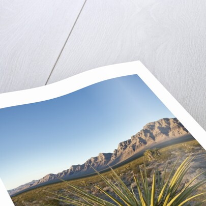 Joshua Tree, Delamar, Nevada by Anonymous