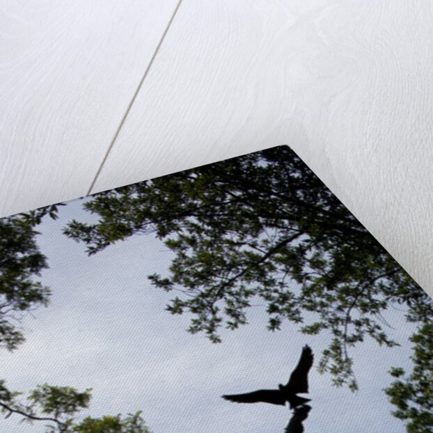 Central Park, New York City by Anonymous