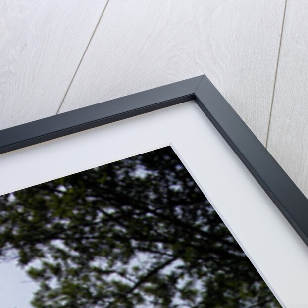 Central Park, New York City by Anonymous