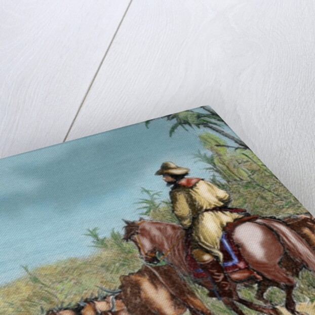 Argentina. Gauchos driving cattle by Anonymous