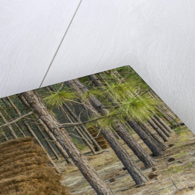 Pine needle harvest by Anonymous