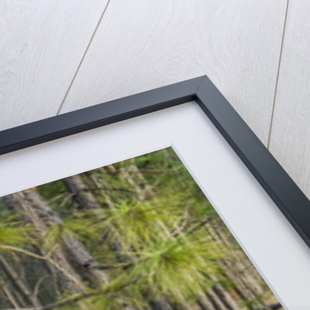 Pine needle harvest by Anonymous