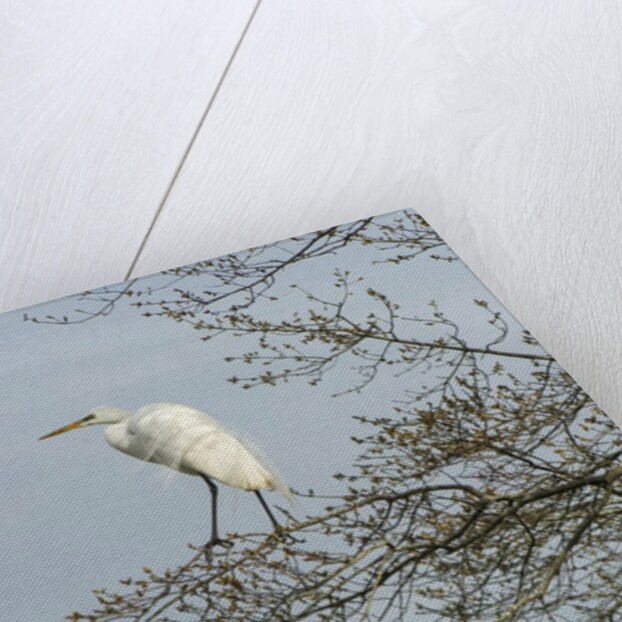 Egret by Anonymous